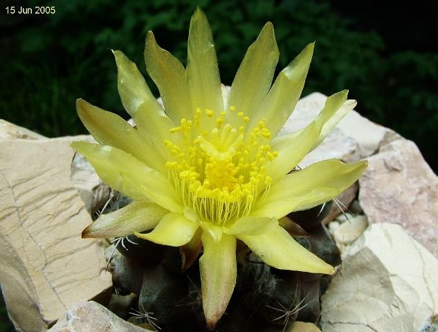 Copiapoa_ humilis ssp.humilis _FR464 _19